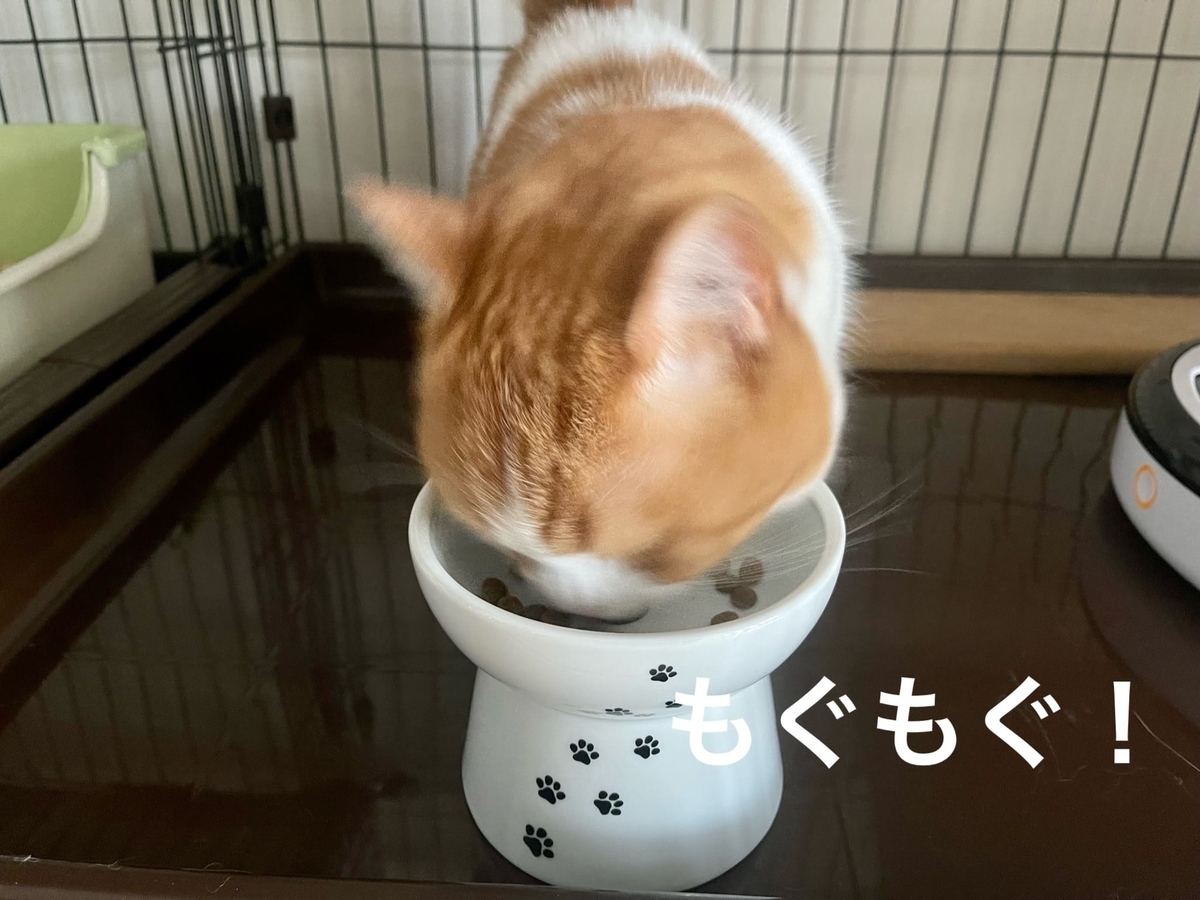 元気にご飯を食べるるるちゃん