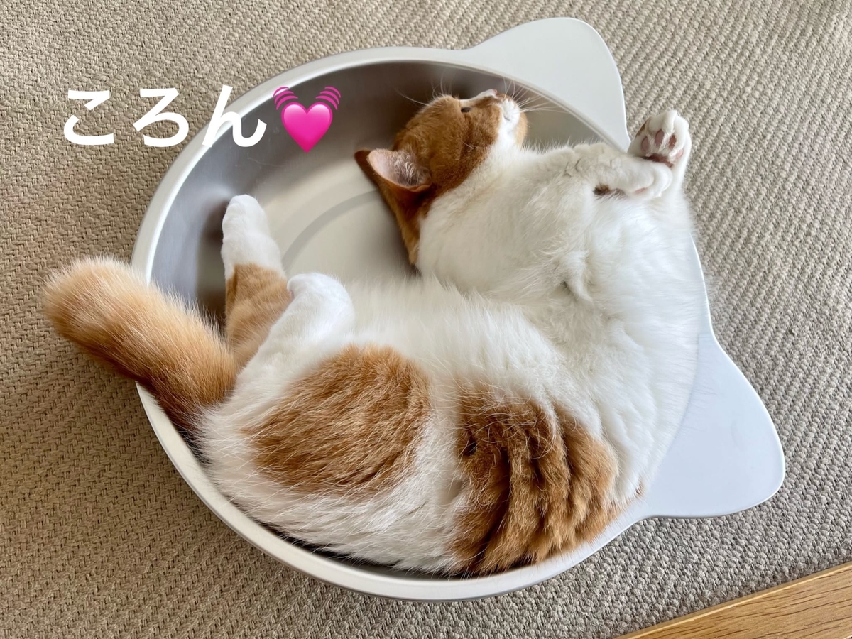 猫鍋でひんやりな愛猫と そんな愛猫を見て熱狂する熱々な飼い主 短足マンチカン るるである 猫鍋でひんやりな愛猫と そんな愛猫を見て熱狂する熱々な飼い主 短足マンチカン るるである