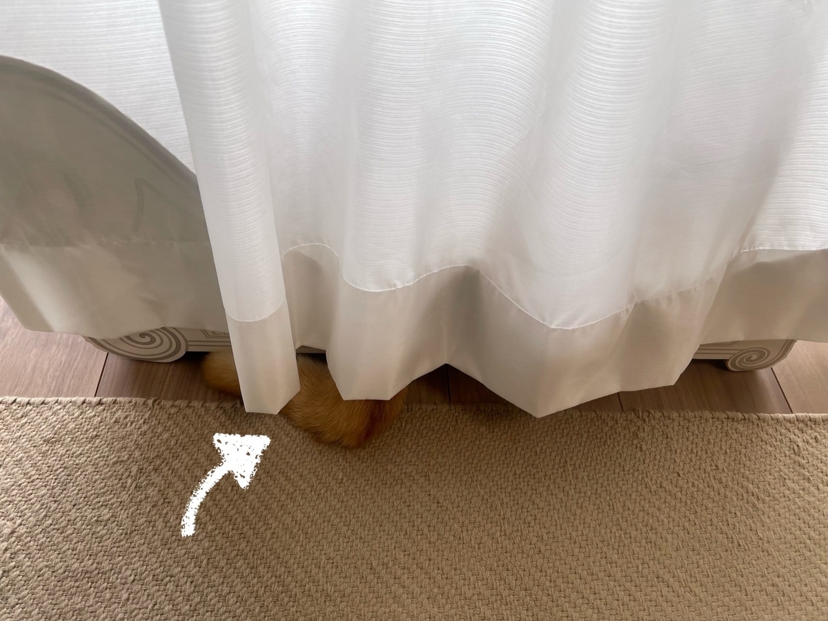 カーテンからのぞくしっぽ1