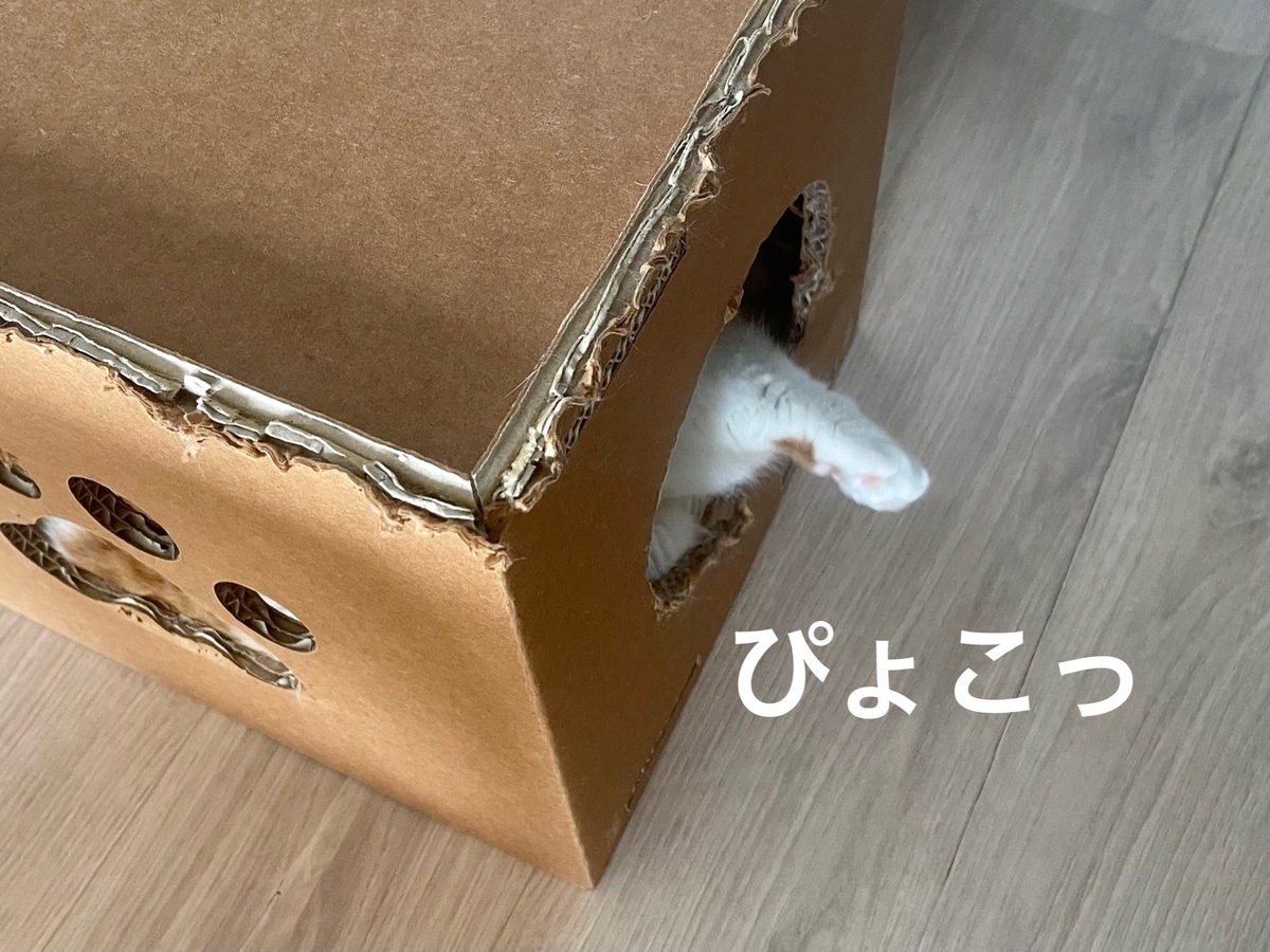 箱の中からのぞくお手手