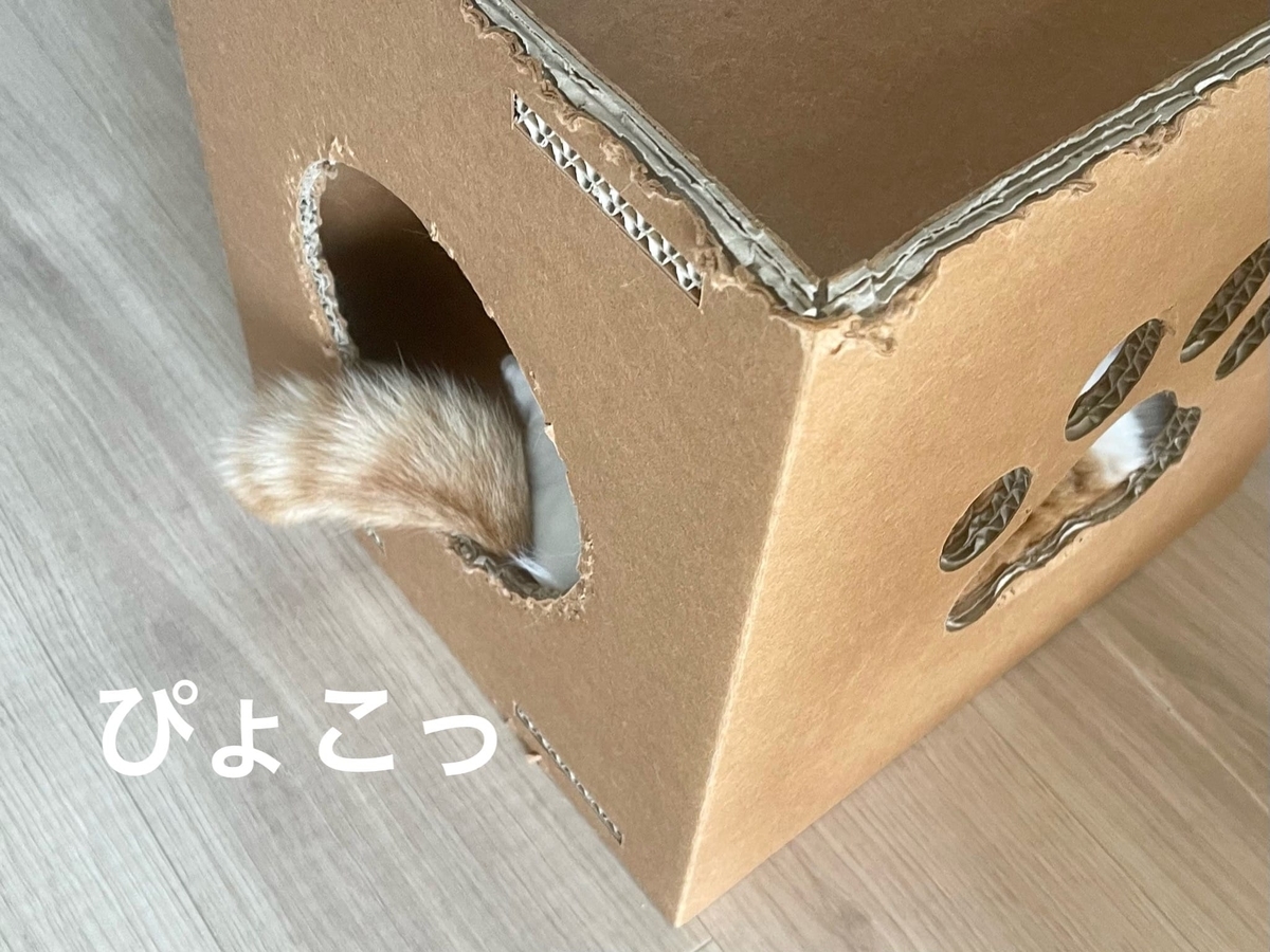 箱の中からのぞくしっぽ
