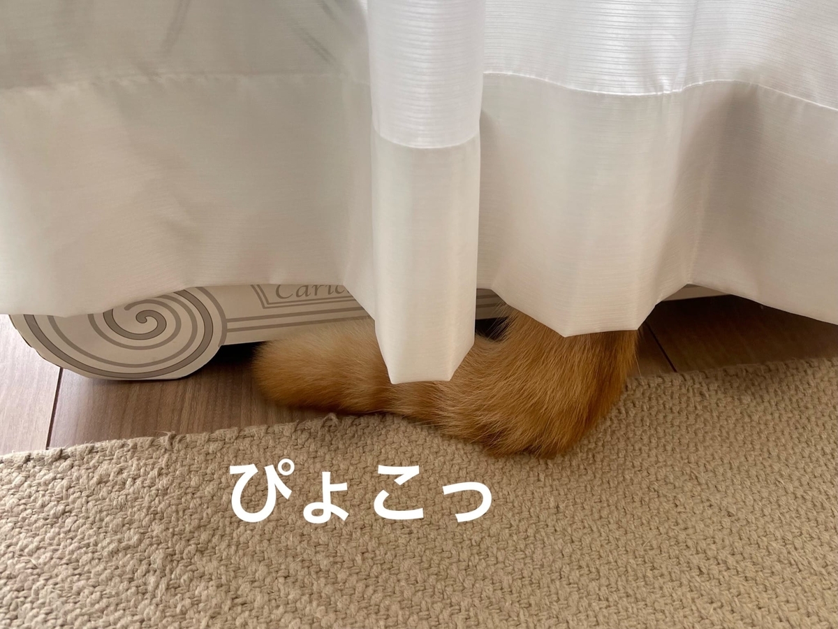 カーテンからのぞくしっぽ2