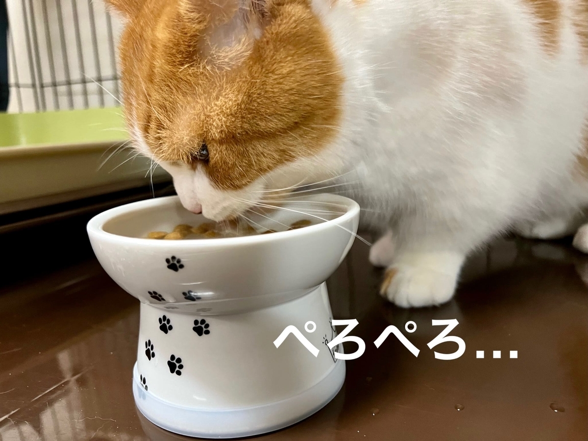 ご飯の後アゴがびしょびしょなので 猫壱フードボウルのサイズ変更してみました 短足マンチカン るるである ご飯の後アゴがびしょびしょなので 猫壱フードボウルのサイズ変更してみました 短足マンチカン るるである