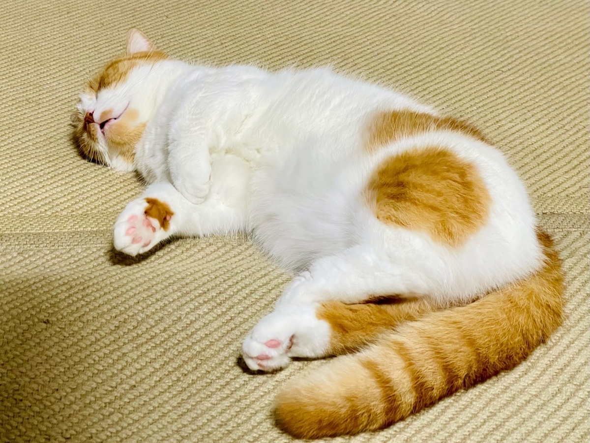口の開いたるるちゃん4