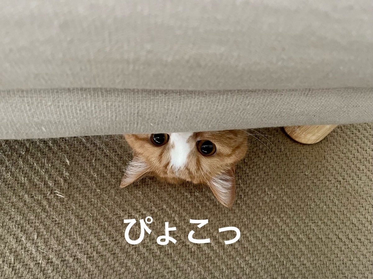 ソファの下からのぞくるるちゃん