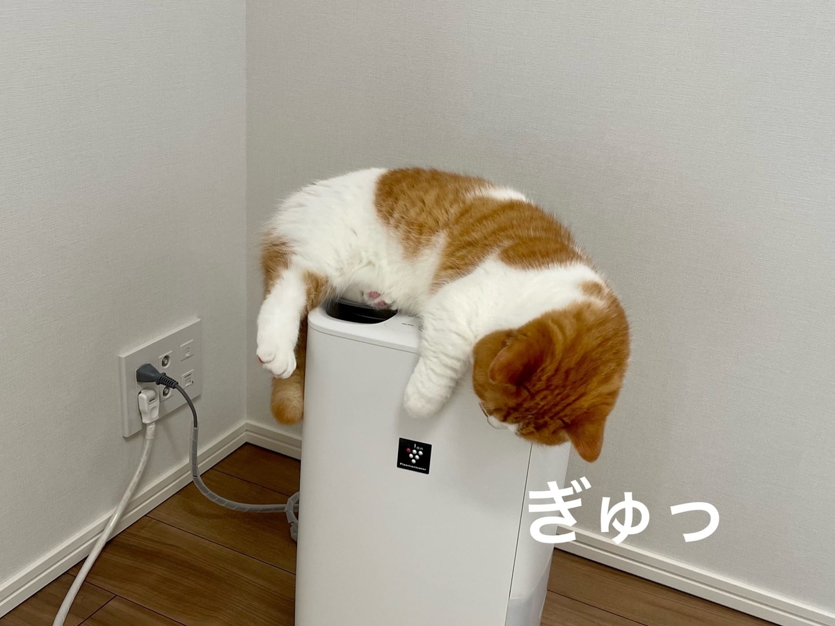 加湿器の上のるるちゃん2