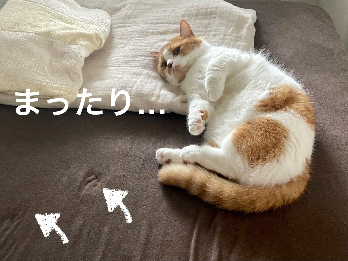 ベッドに転がるるるちゃん2