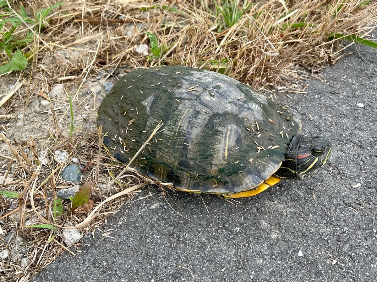 河原のミドリガメ