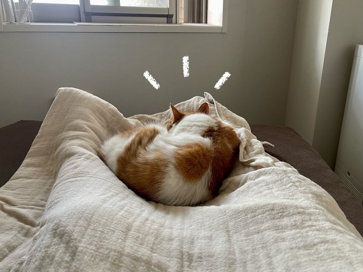 飼い主の足の間でお昼寝するるるちゃん