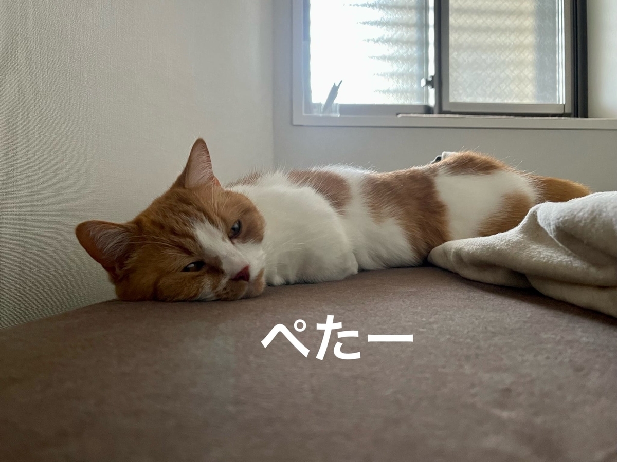 飼い主に添い寝するるるちゃん1