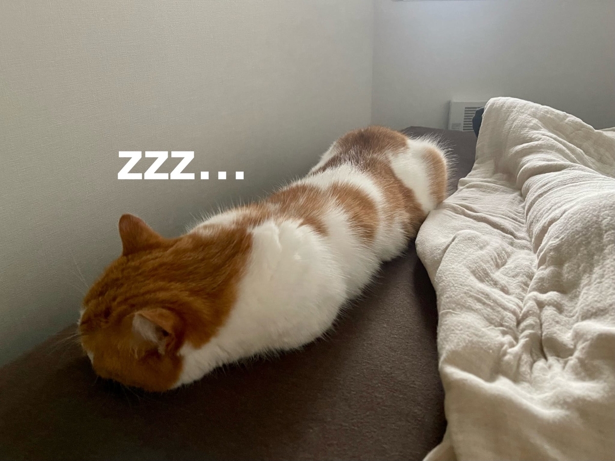 飼い主に添い寝するるるちゃん2