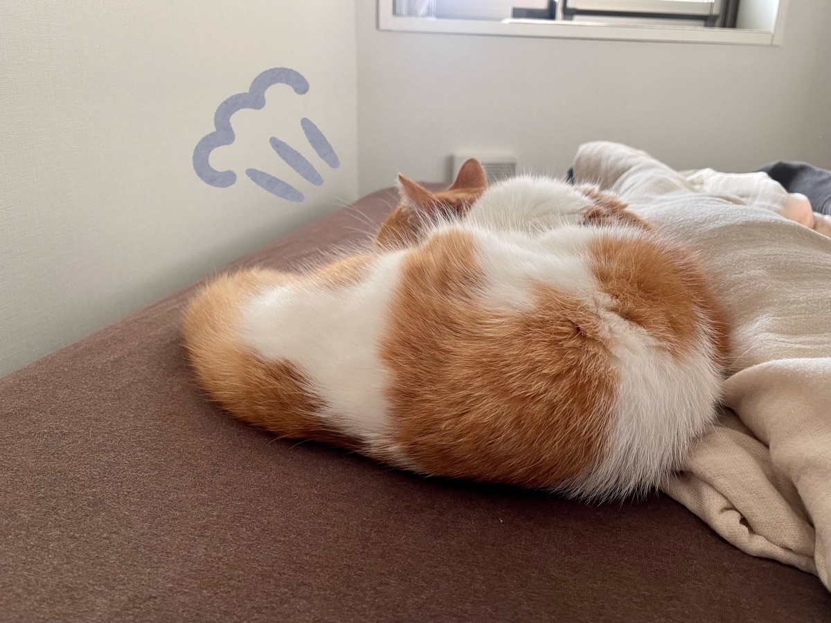 飼い主に添い寝するるるちゃん3