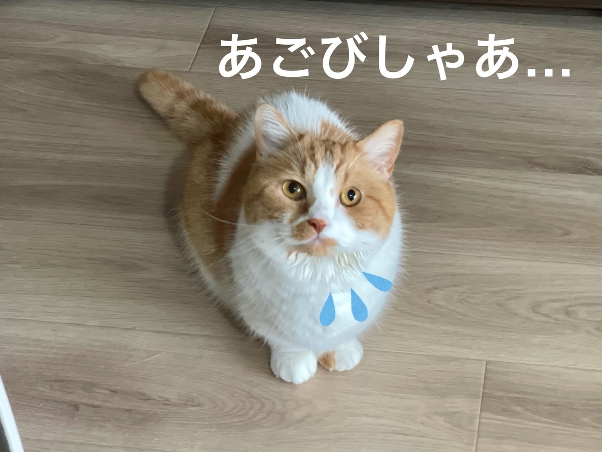 飼い主を見つめるるるちゃん2