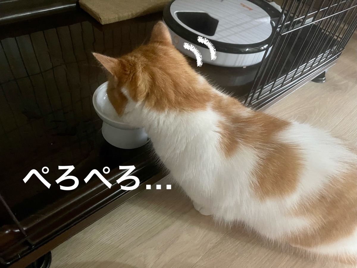 お水を飲むるるちゃん