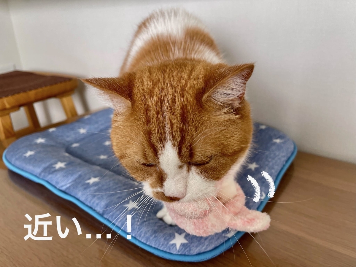 ふみふみするるるちゃん3