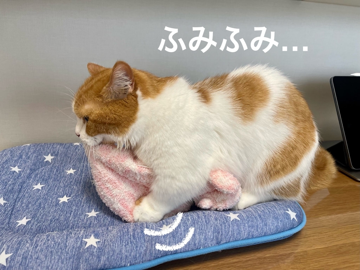 飼い主の目の前でふみふみするるるちゃん