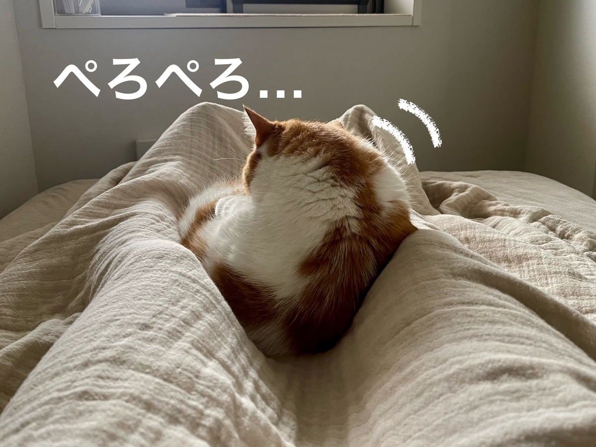 飼い主の足にくっついて寝るるるちゃん2