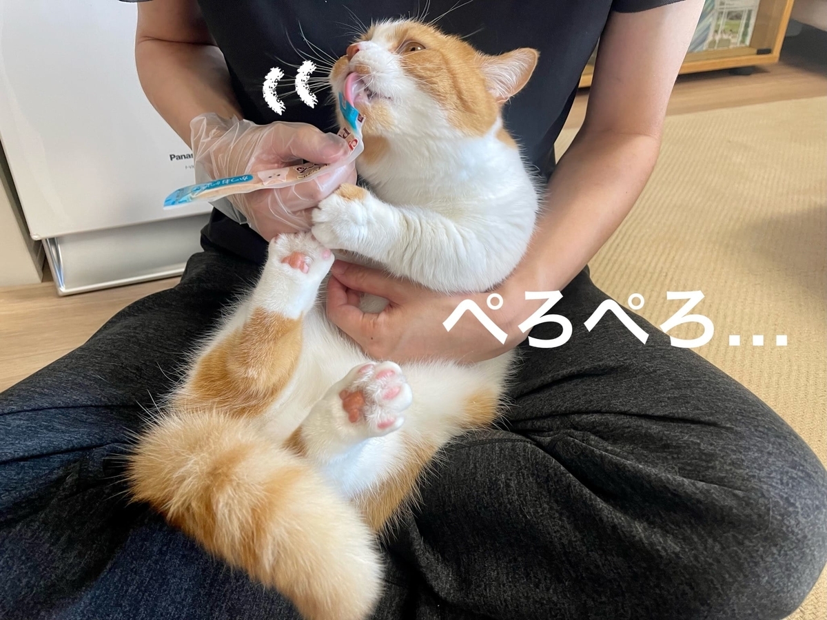 猫壱さんの爪切りは 衝撃と音が小さく爪切りタイムの時短に成功 短足マンチカン るるである