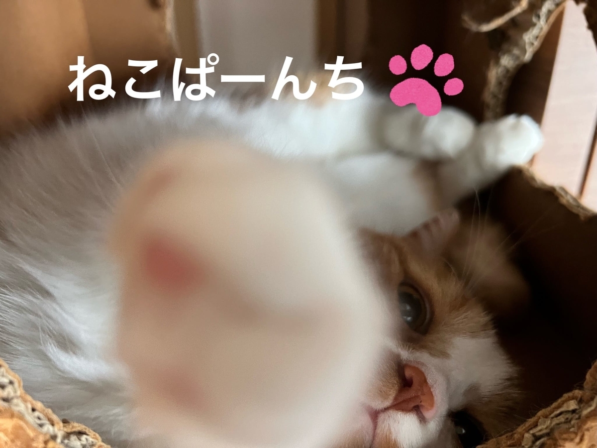 ねこねこの ぱーんち 短足マンチカン るるである