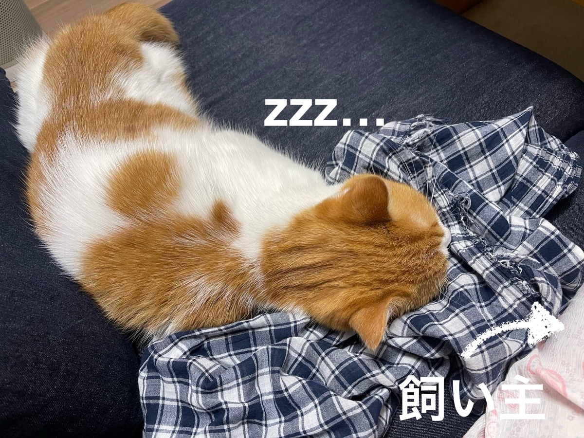 ソファでお昼寝するるるちゃん2