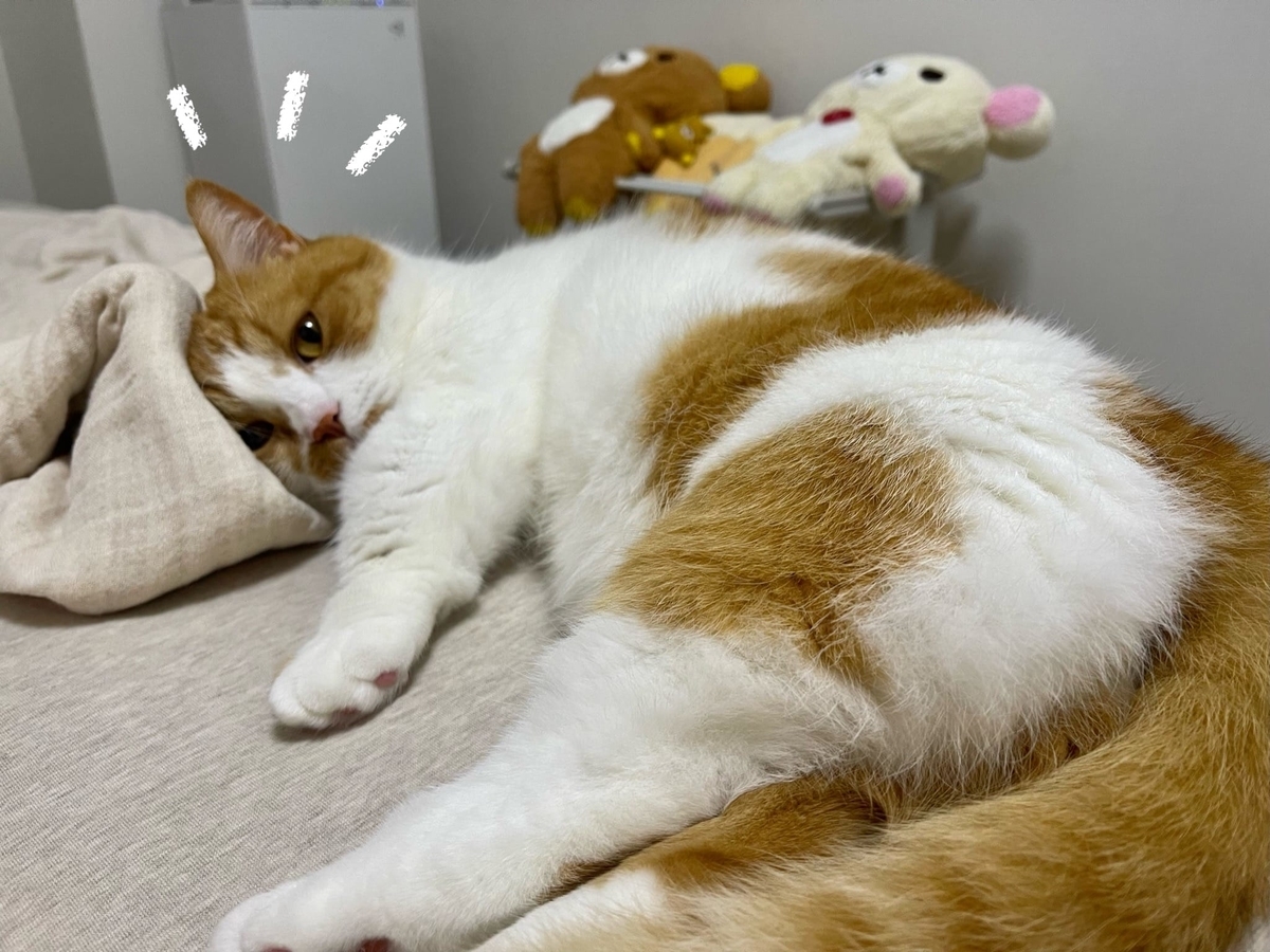 おしりを向けて横になるるるちゃん1