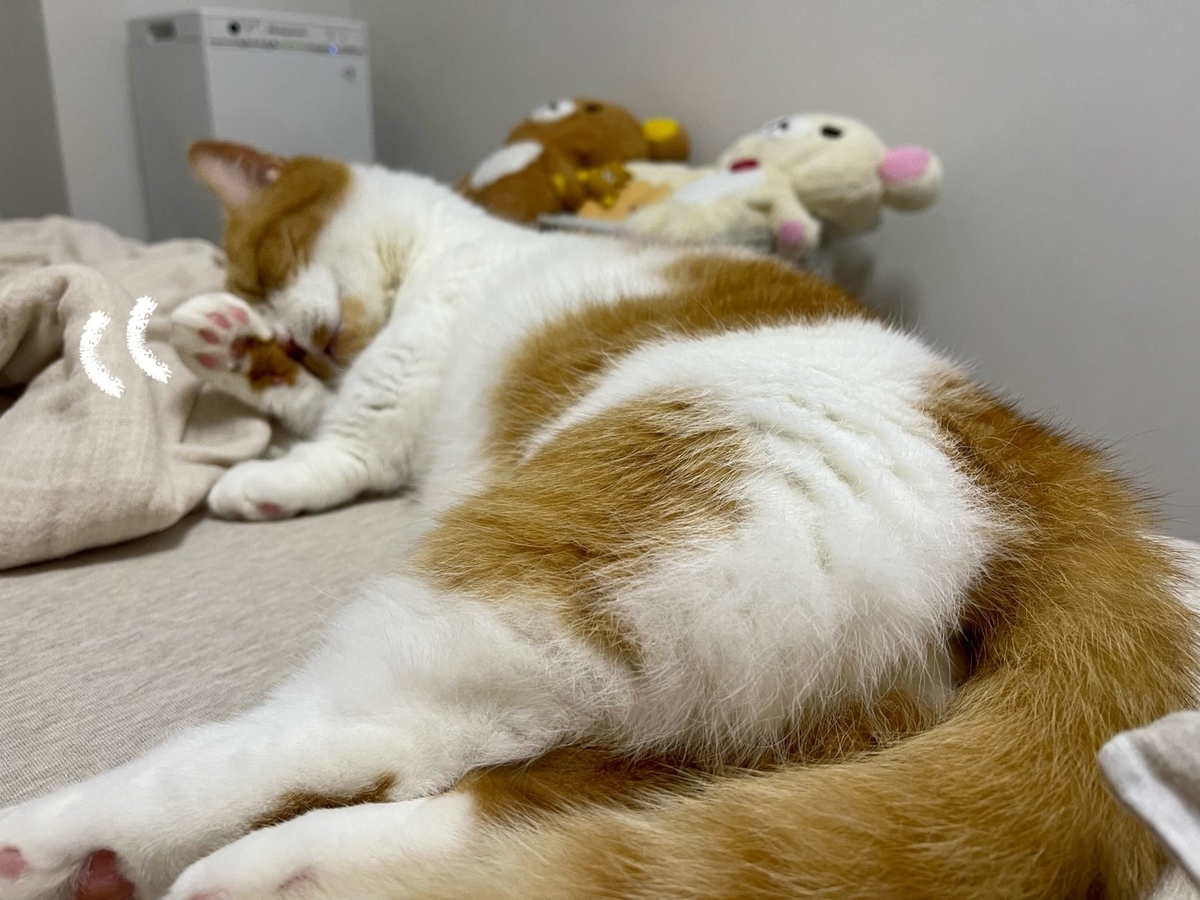 おしりを向けて横になるるるちゃん2