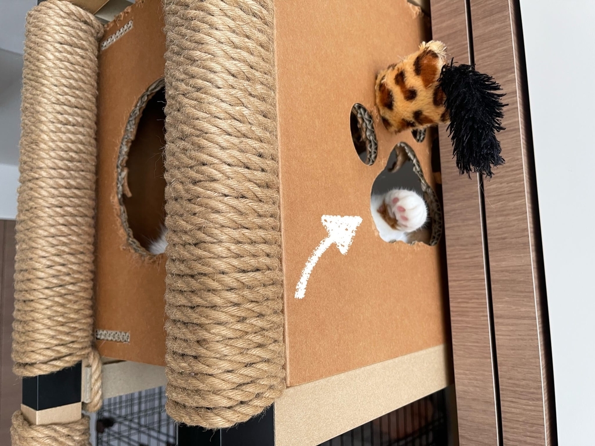 箱からのぞく肉球1