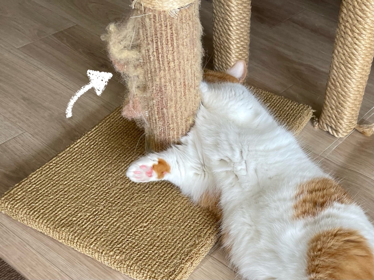 ぼろぼろの爪とぎ