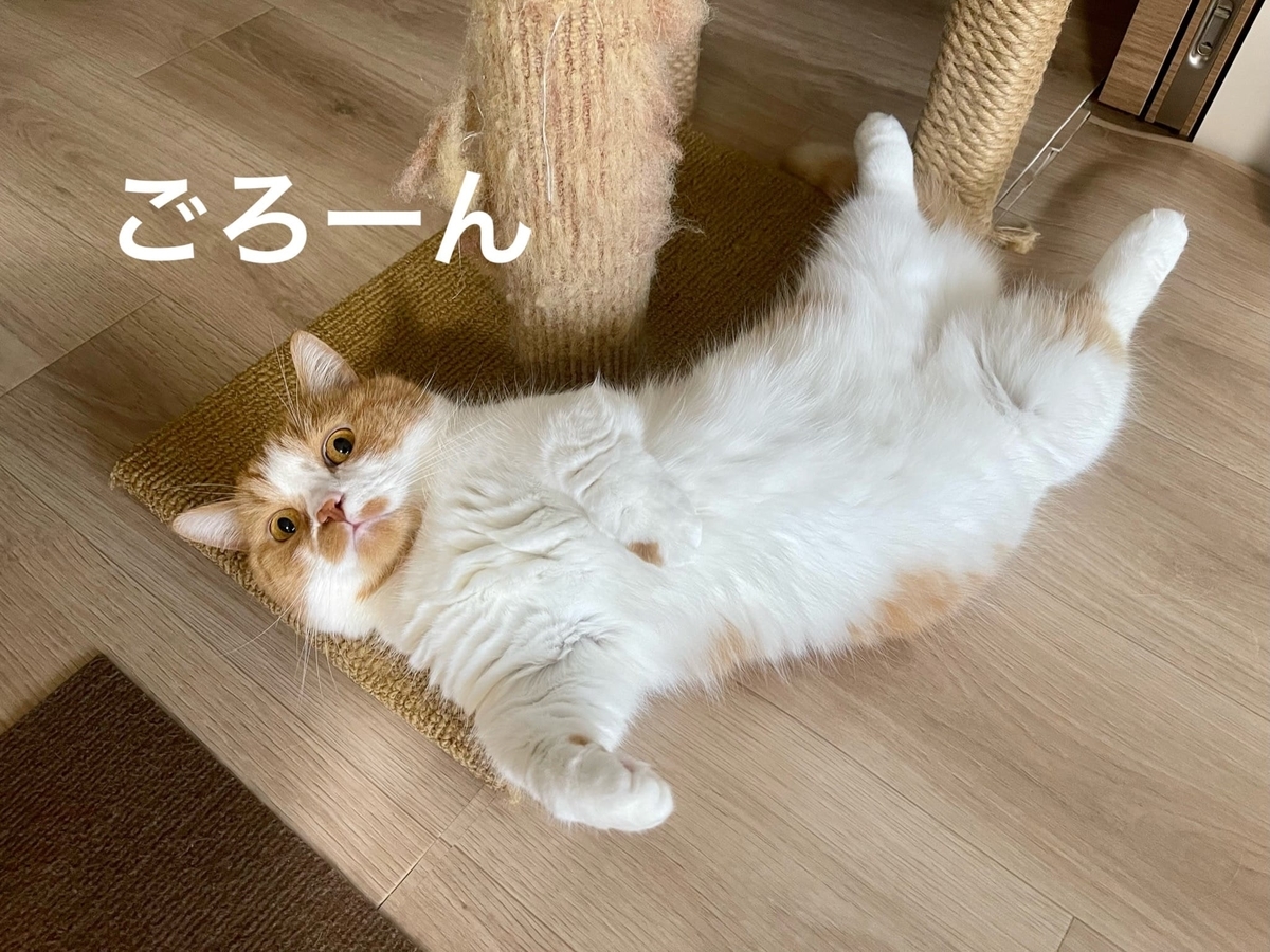 爪とぎの土台に転がるるるちゃん1