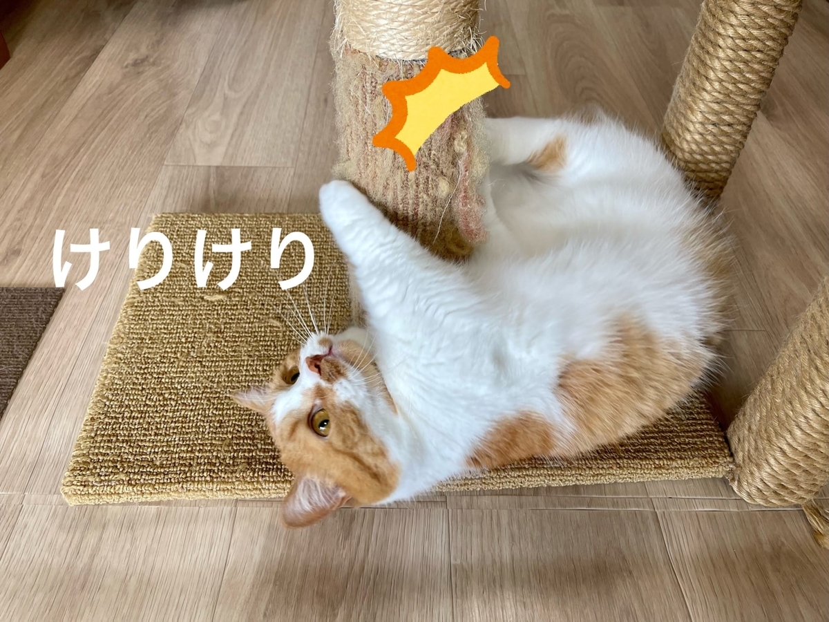 爪とぎタワーにキックするるるちゃん