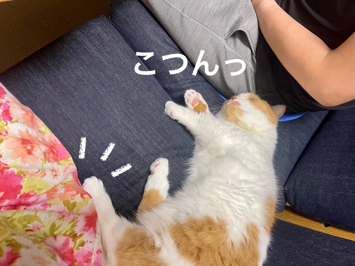 飼い主の間に転がるるるちゃん2