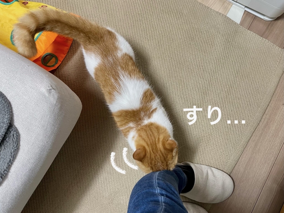 飼い主の足にすりすりするるるちゃん1