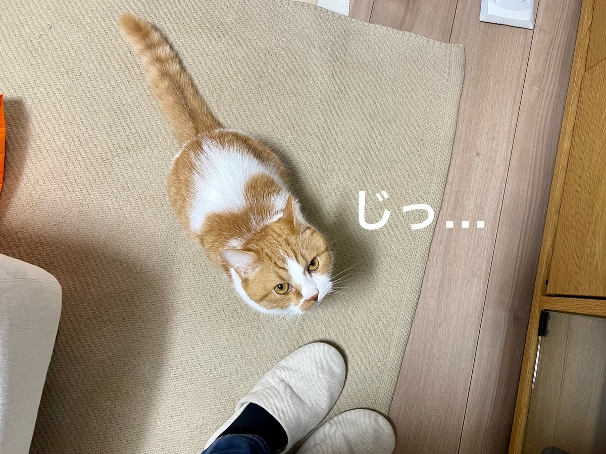 飼い主の足にすりすりするるるちゃん2