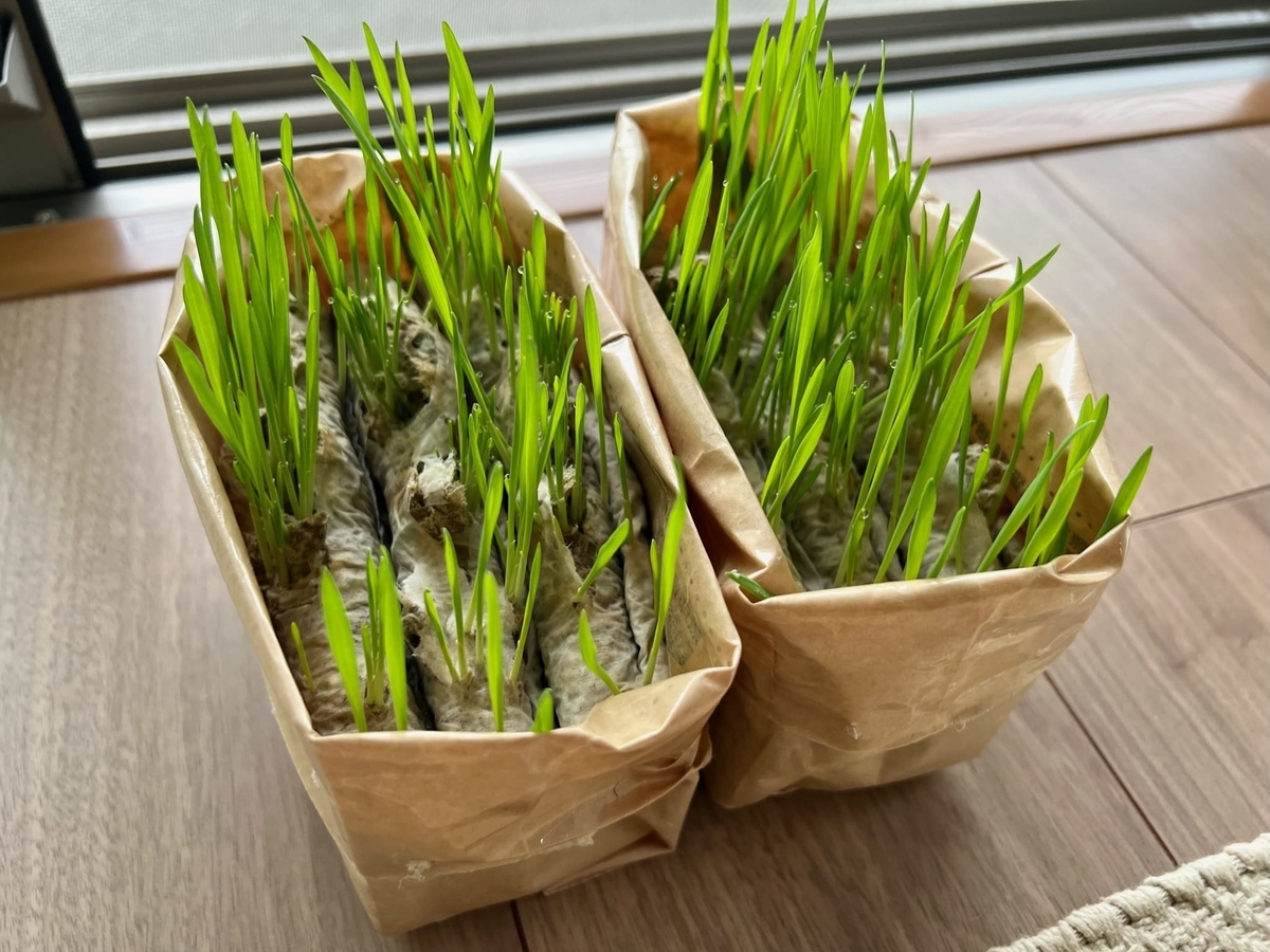 無印良品の猫草、食べごろがやってきました。 - るるもな。