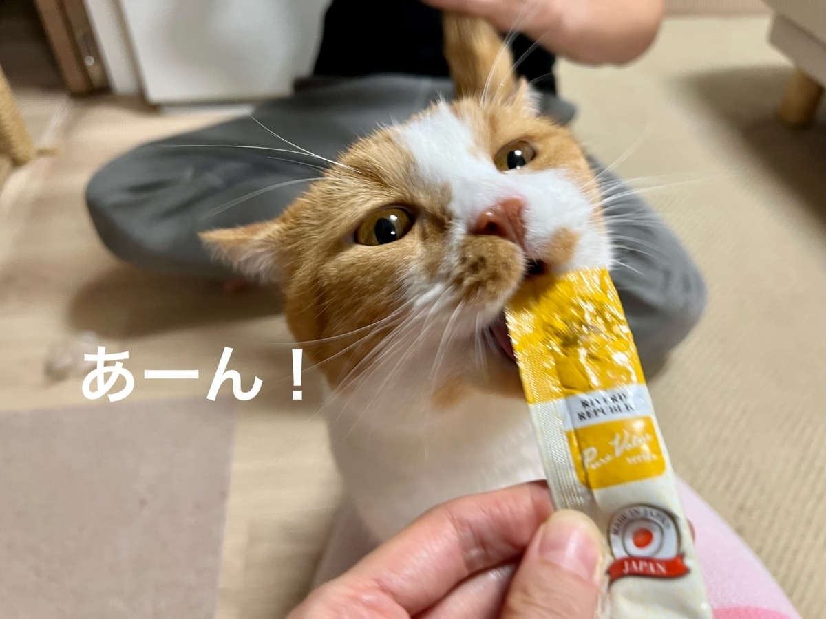 はじめてのねこぴゅーれとるるちゃん2