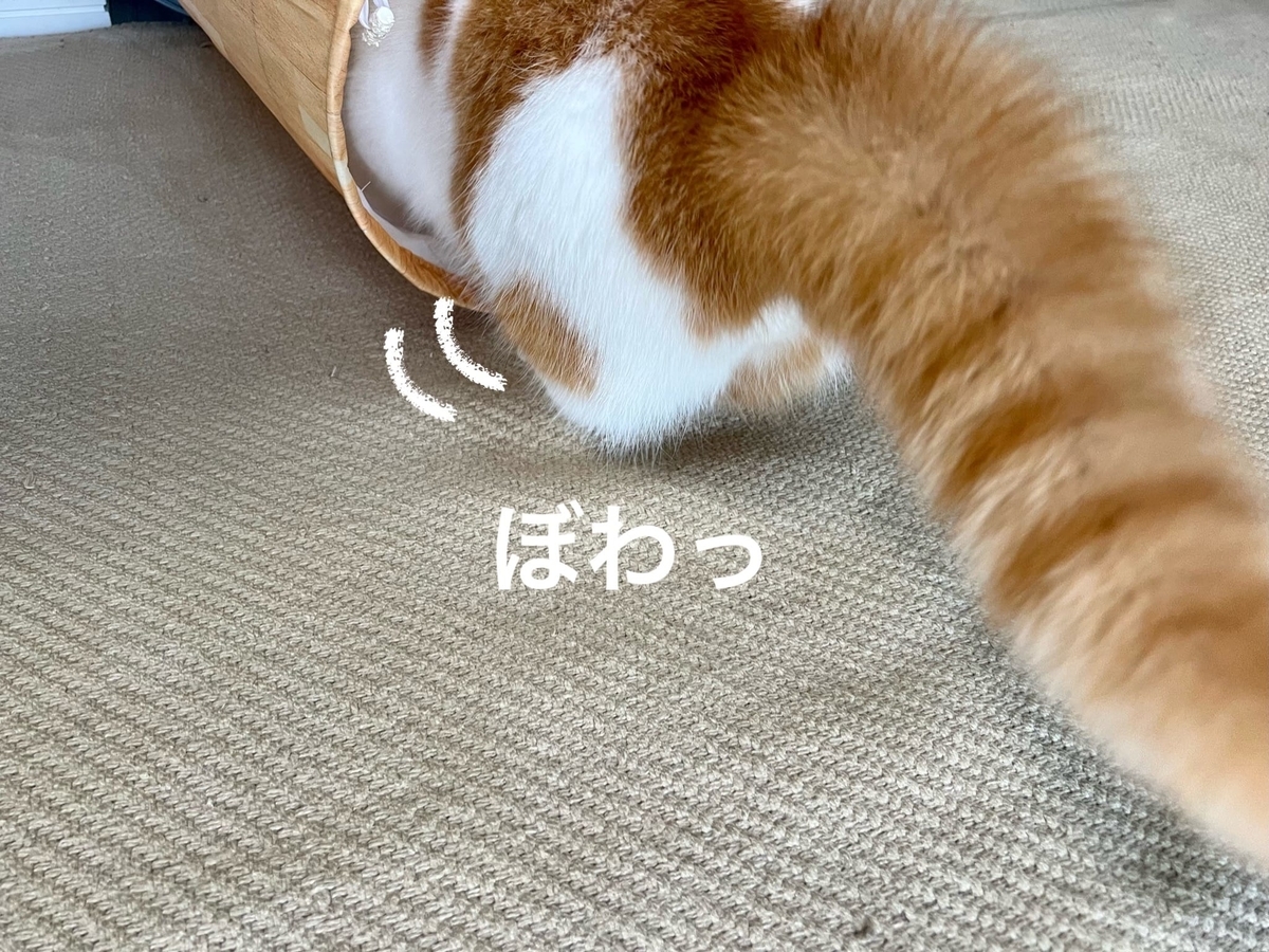 ふくらんだしっぽ