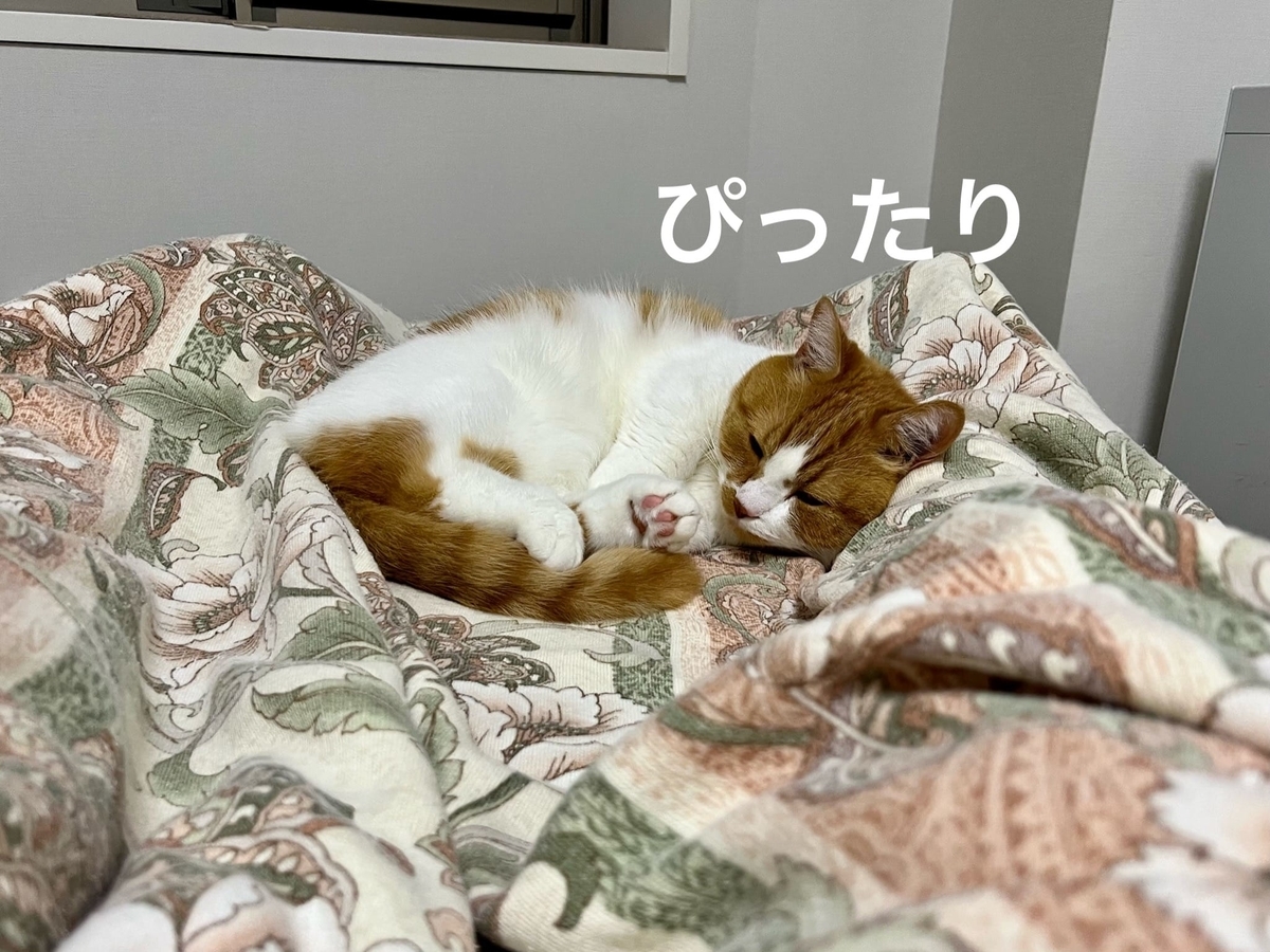 飼い主に添い寝するるるちゃん