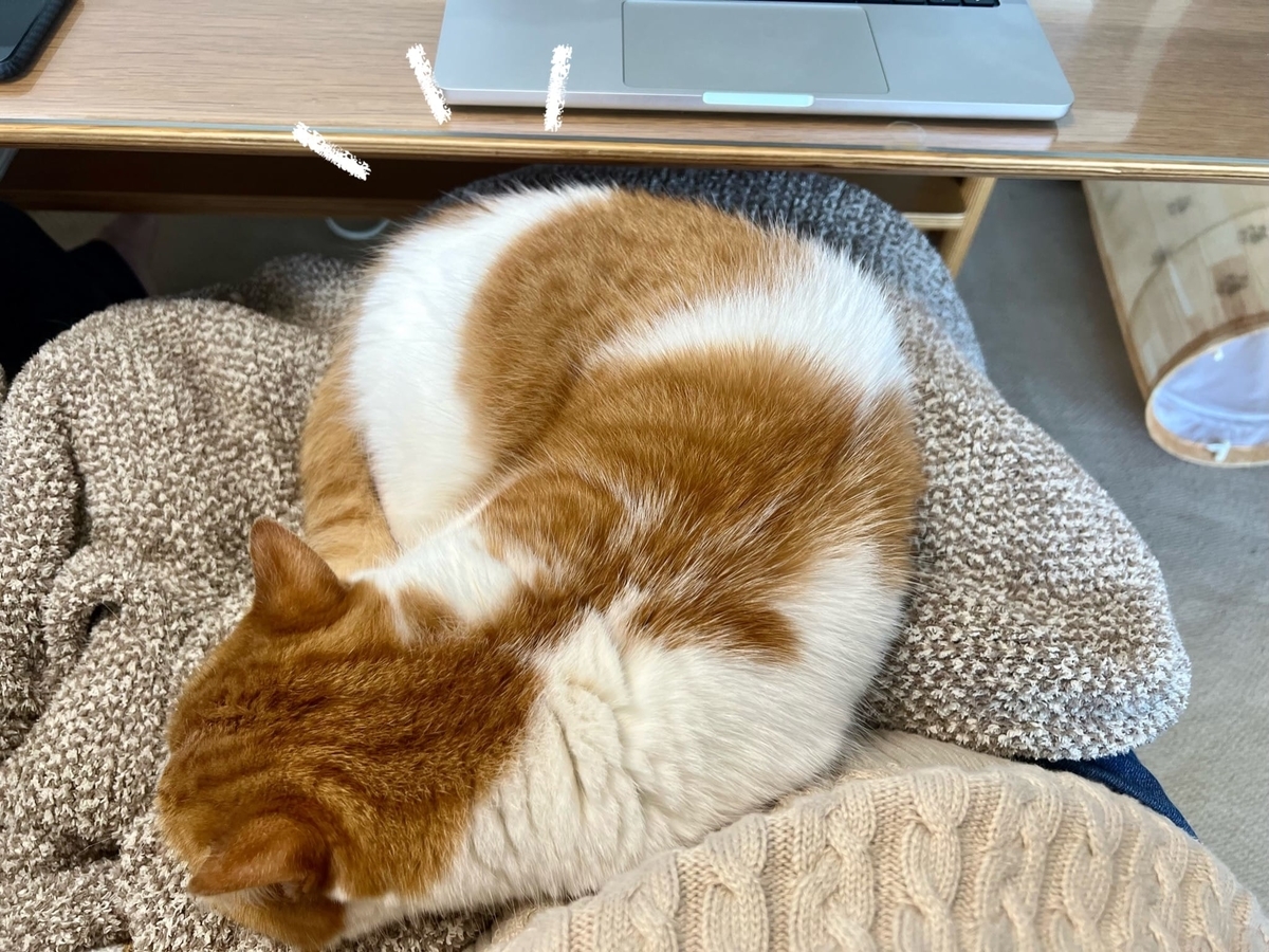 珍しくお膝猫なるるちゃん2