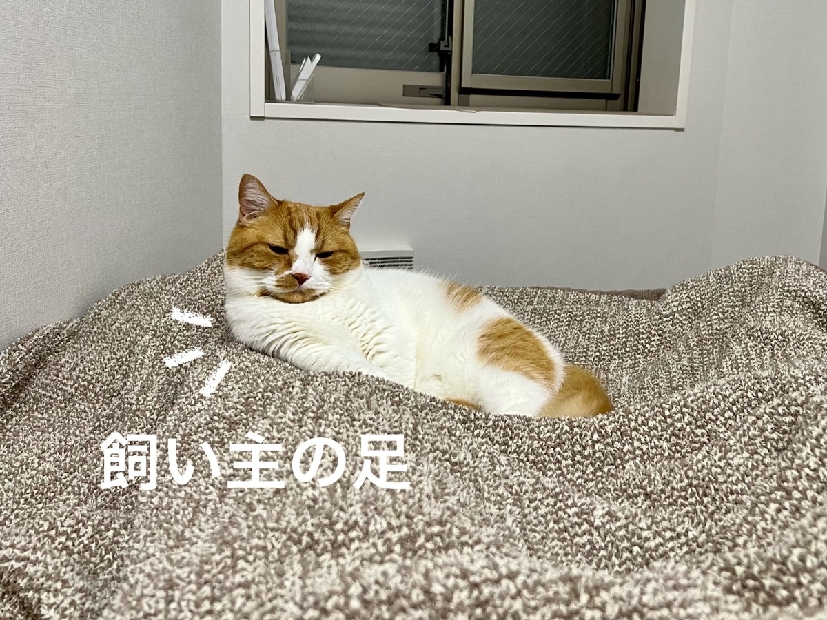 飼い主の足を枕にするるるちゃん