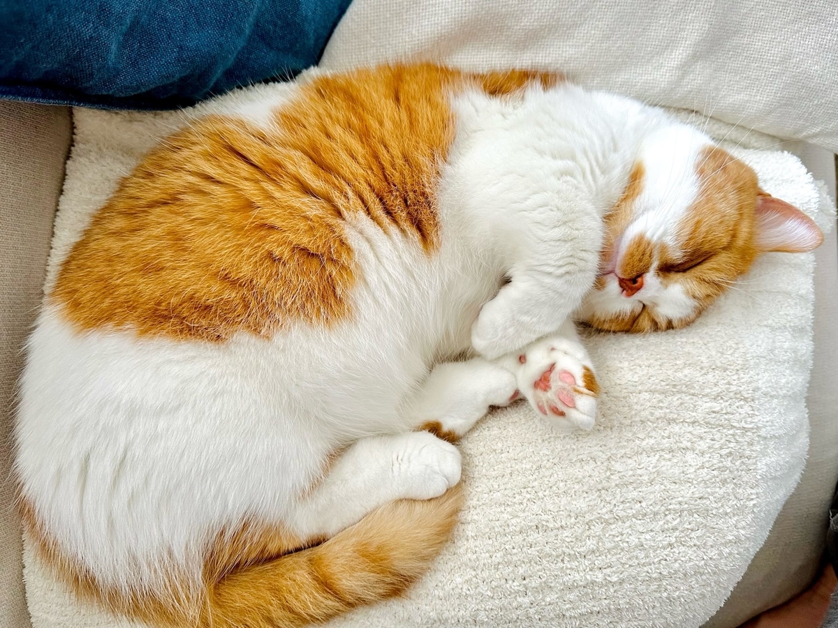 お昼寝中のるるちゃん1