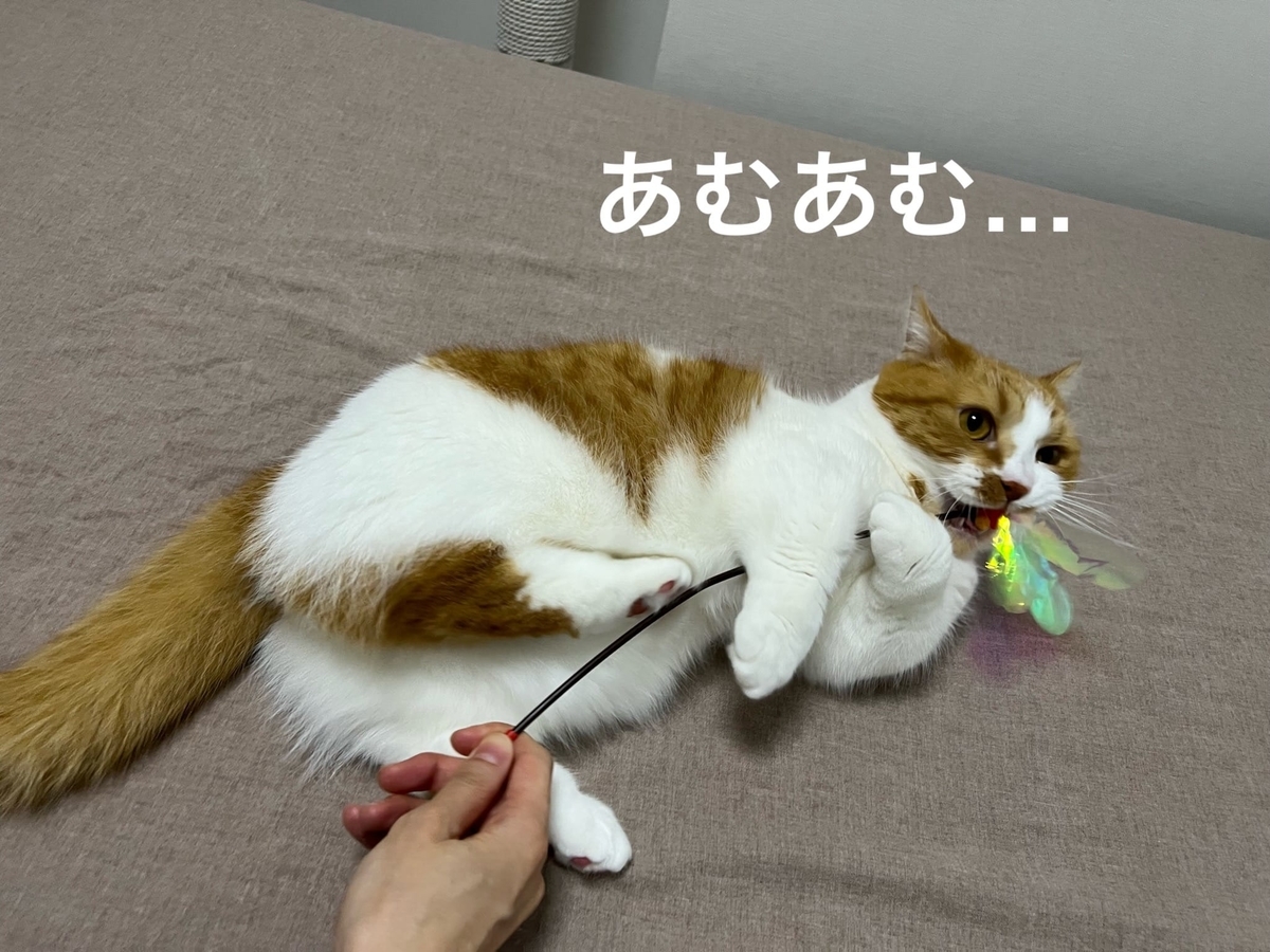 おもちゃで遊ぶるるちゃん3