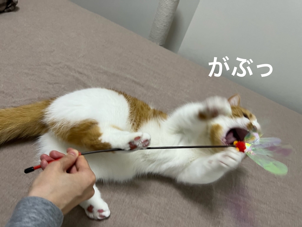 おもちゃで遊ぶるるちゃん2