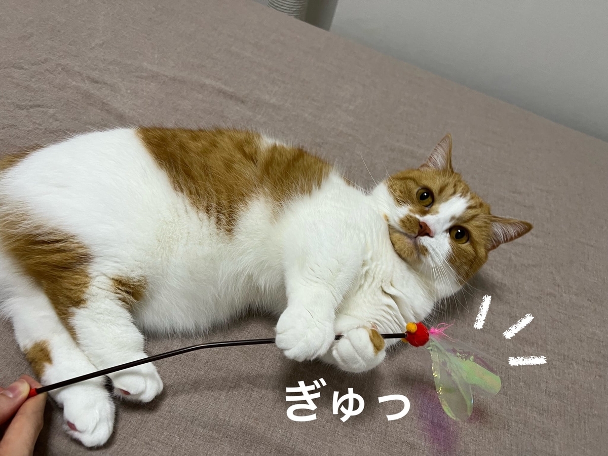 おもちゃで遊ぶるるちゃん4
