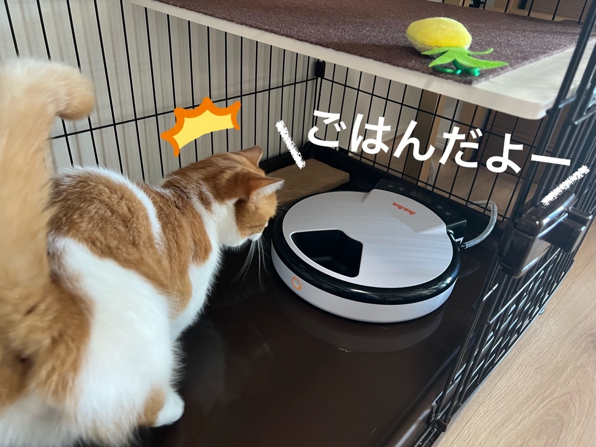 オートフィーダーに驚くるるちゃん