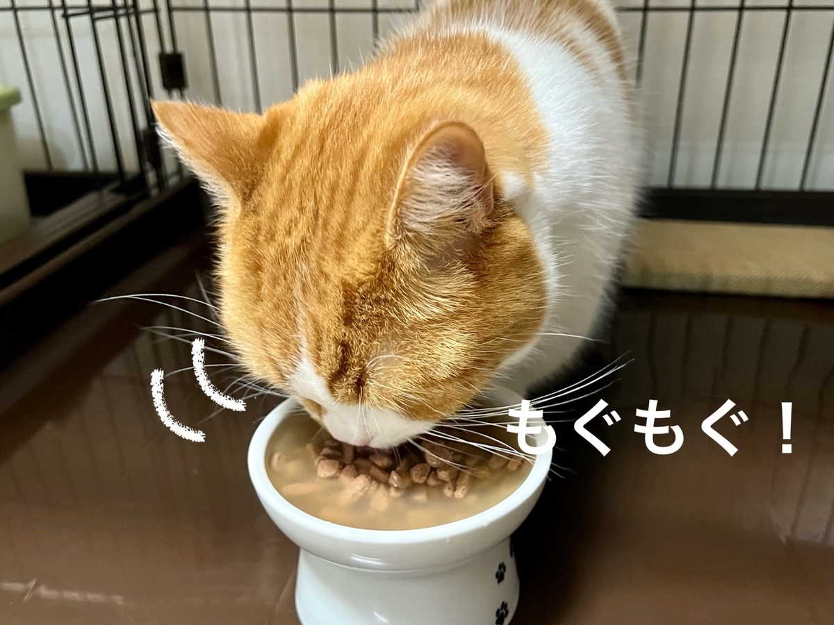 元気にご飯を食べるるるちゃん