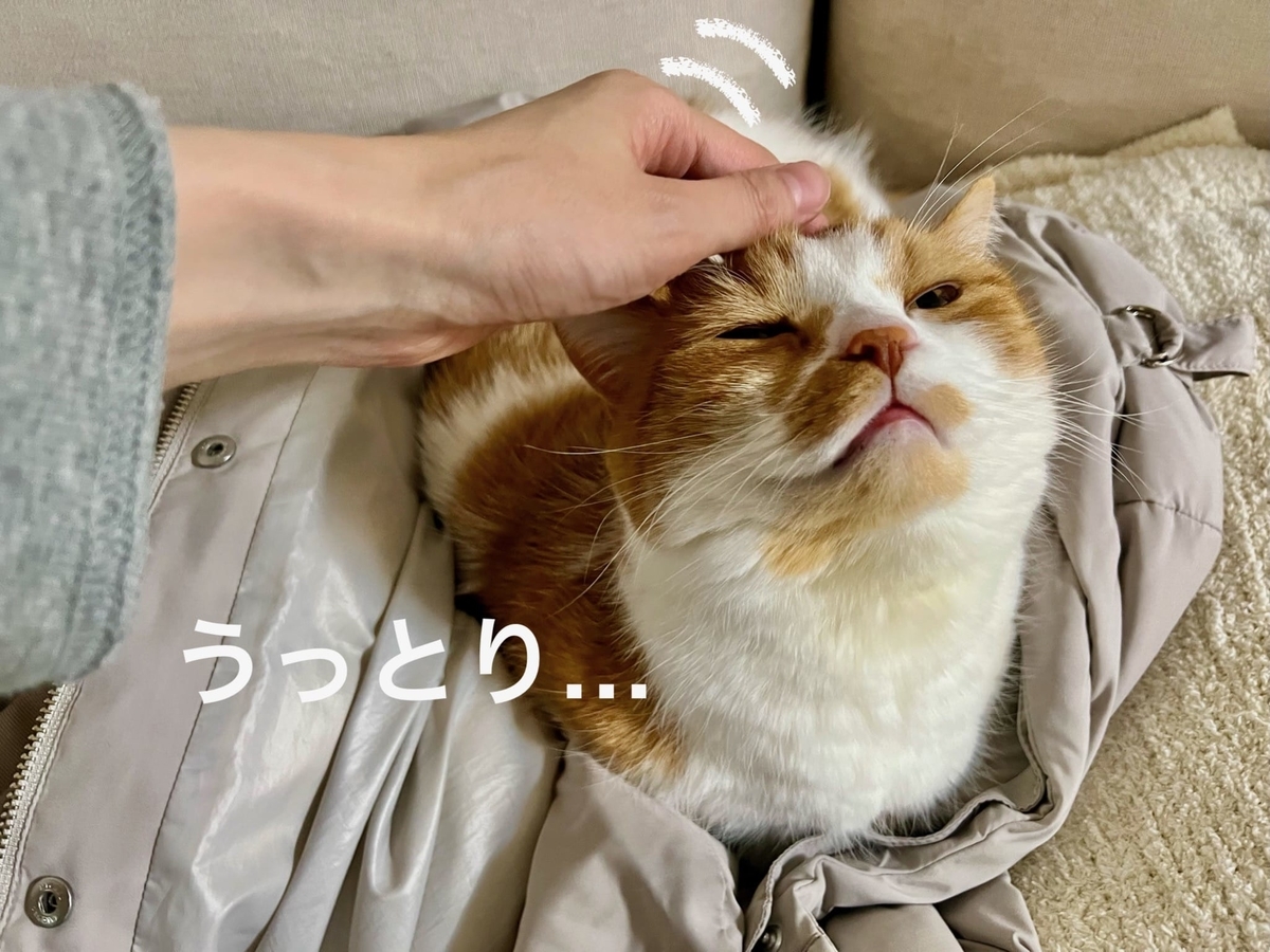 飼い主のダウンを寝床にするるるちゃん2