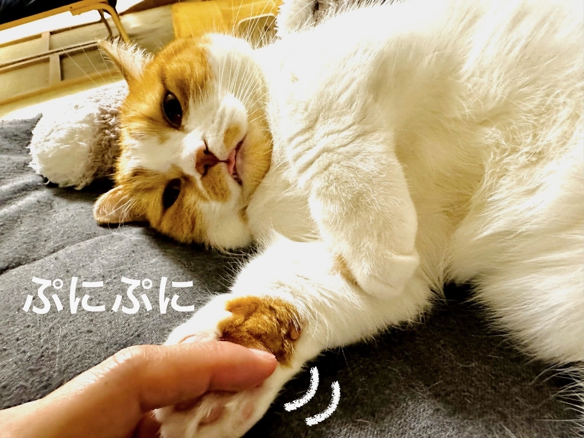 舌がちょろっと出てるるるちゃん2