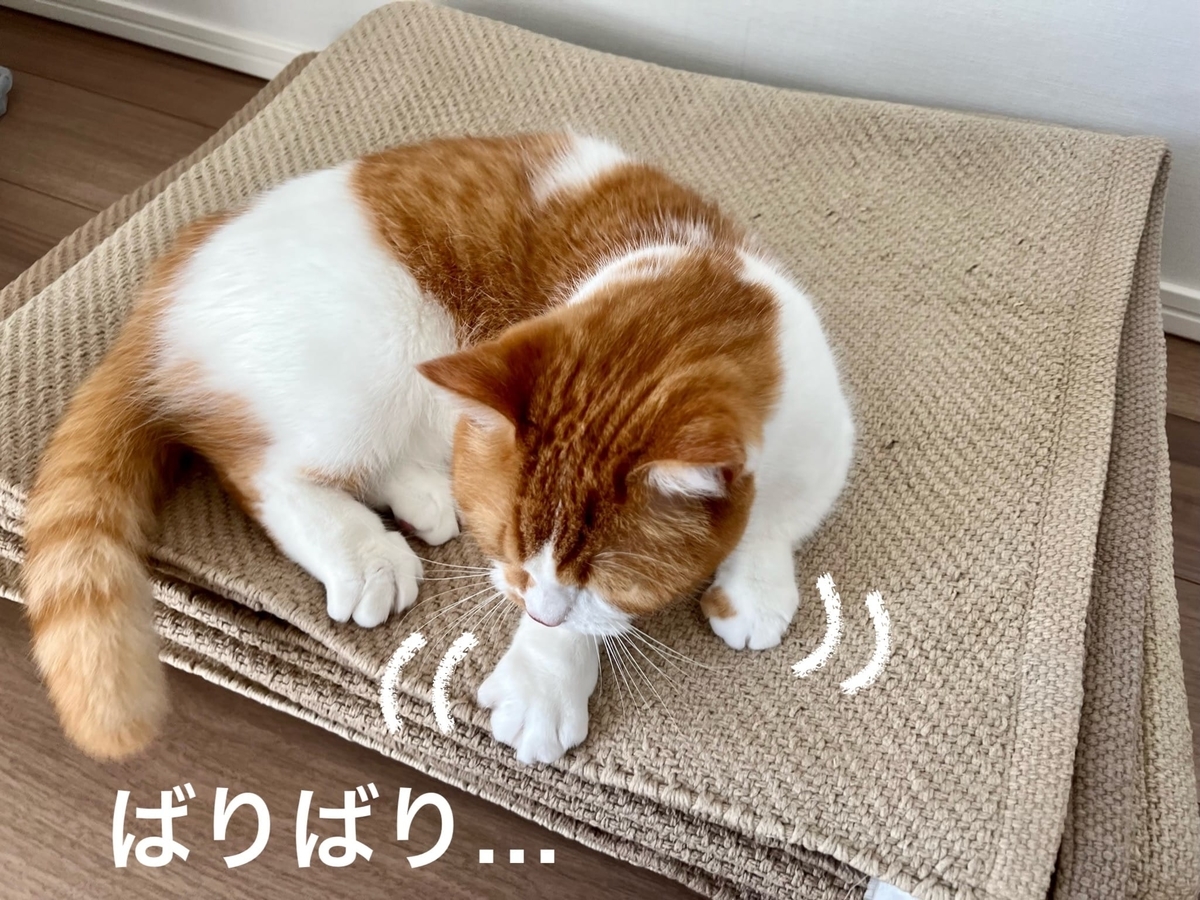 カーペットの上で爪とぎをするるるちゃん