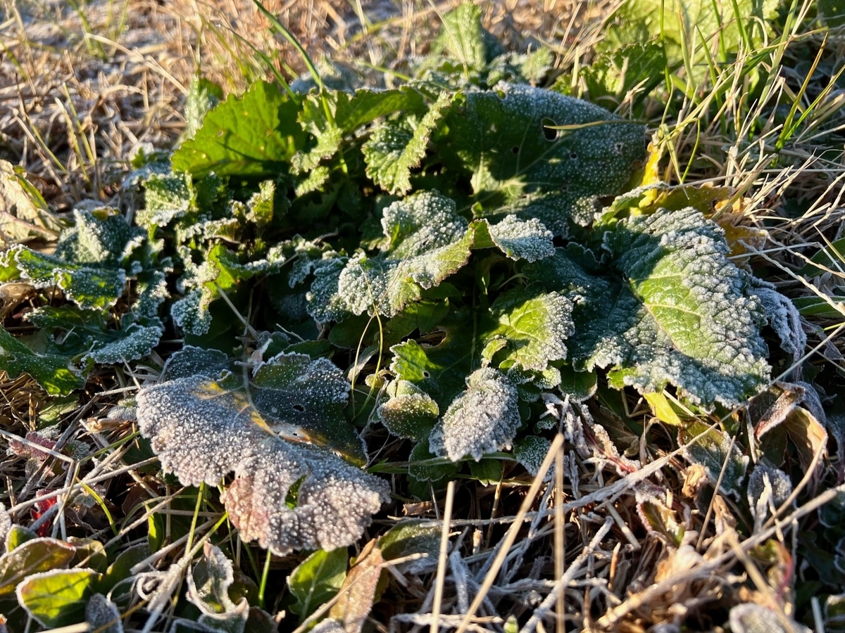 霜が降りた雑草