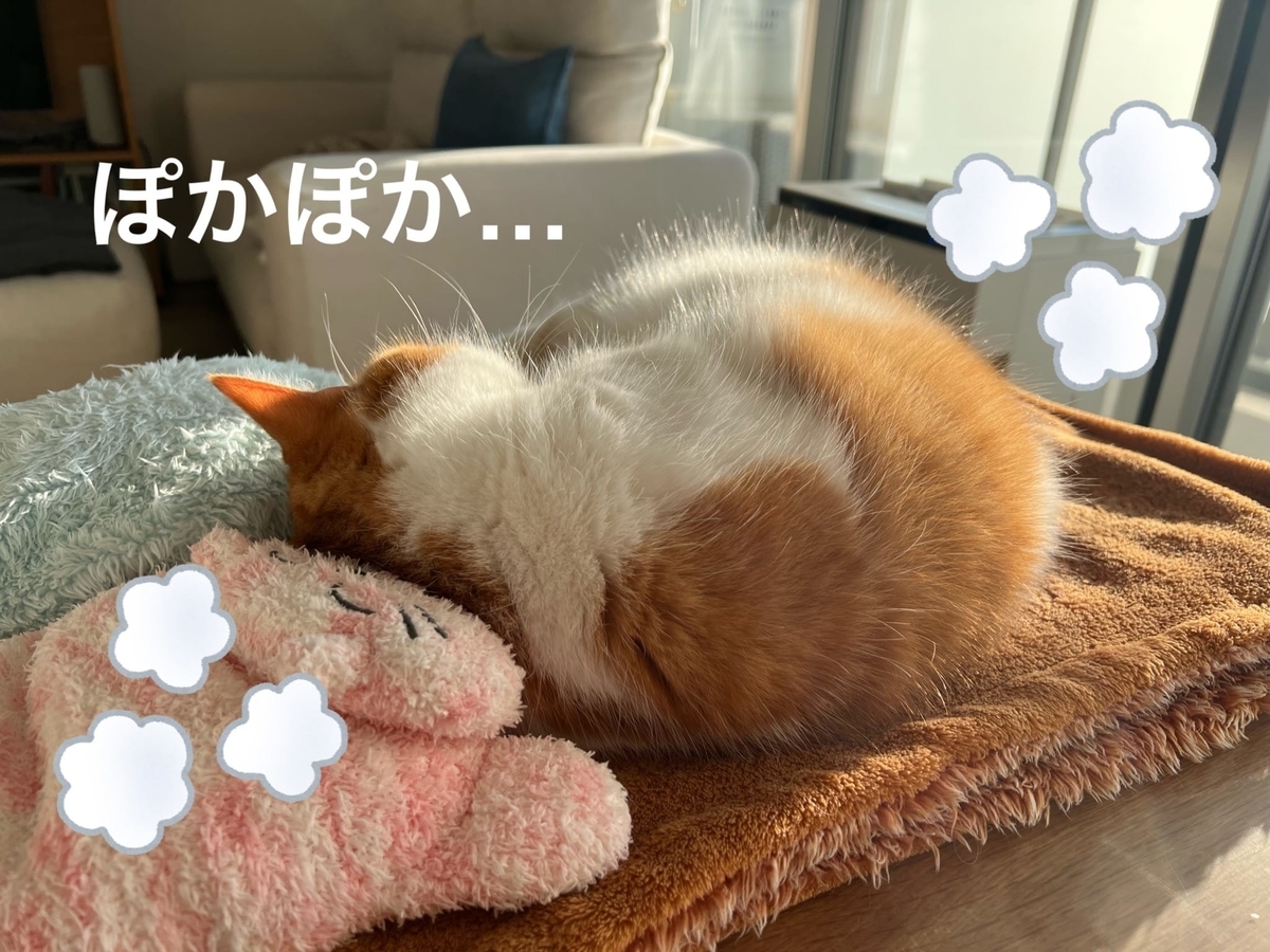 日向ぼっこ中のるるちゃん1